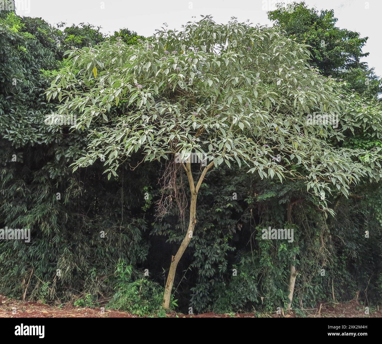 bugweed (Solanum mauritianum) Plantae Stock Photo - Alamy