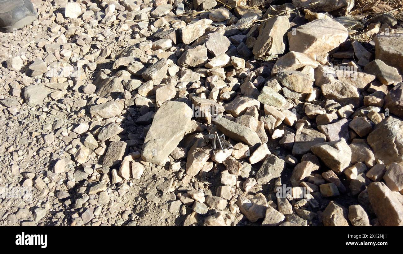 Mormon Cricket (Anabrus simplex) Insecta Stock Photo - Alamy