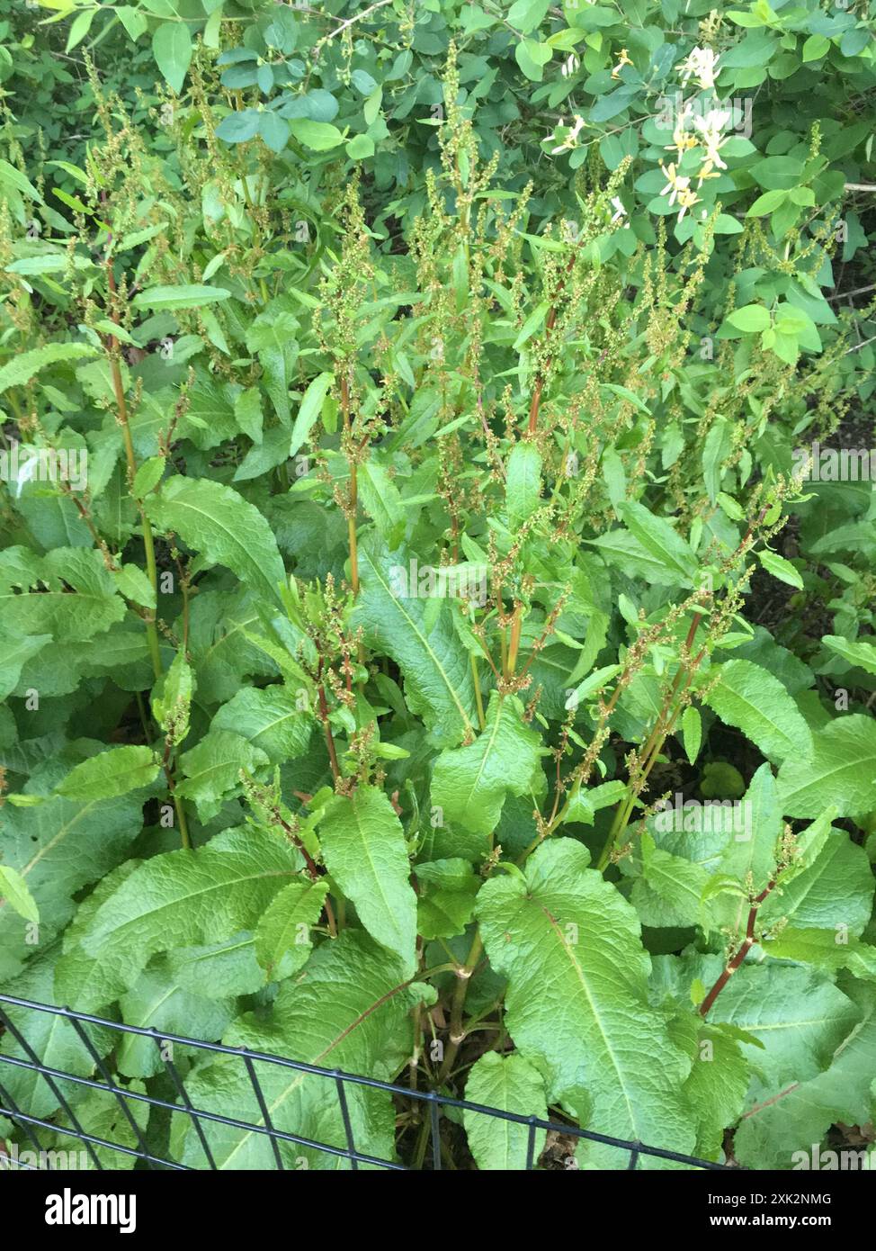 broad-leaved dock (Rumex obtusifolius) Plantae Stock Photo - Alamy