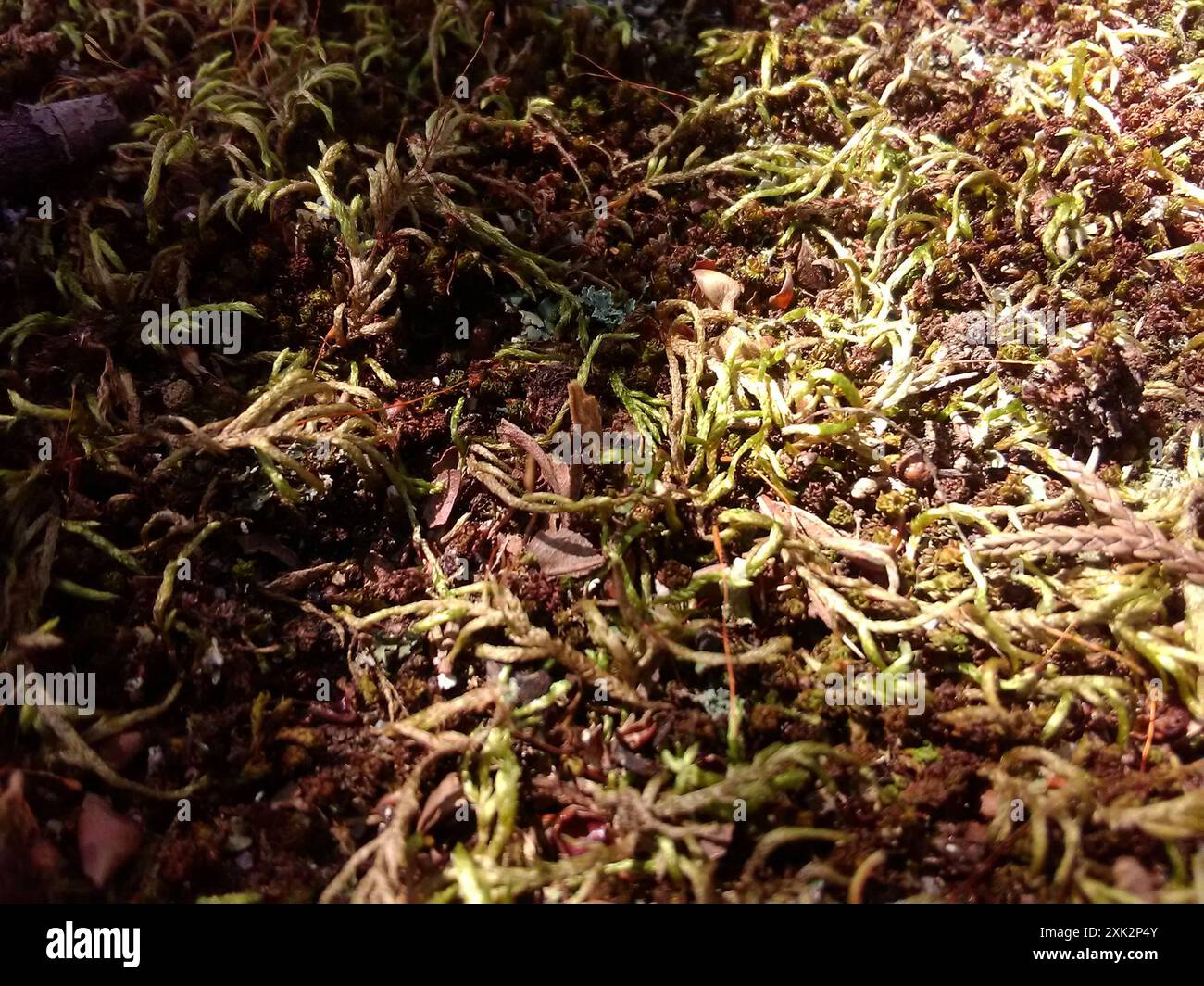 feather mosses (Hypnales) Plantae Stock Photo Alamy