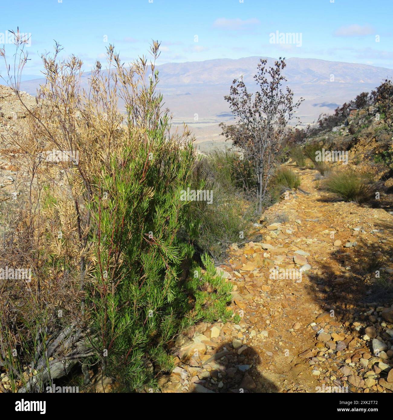 Gumleaf Conebush (Leucadendron eucalyptifolium) Plantae Stock Photo - Alamy