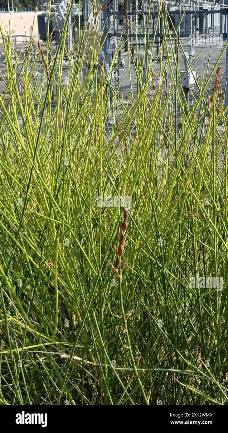 Spanish Broom (Spartium junceum) Plantae Stock Photo