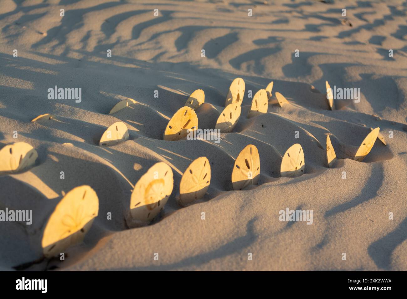Keyhole sand dollar hi-res stock photography and images - Alamy