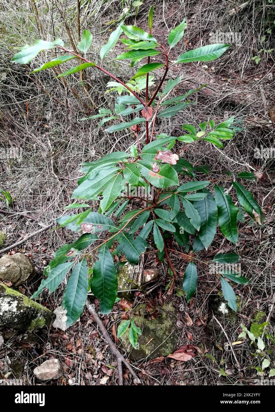 butterspoon tree (Cunonia capensis) Plantae Stock Photo - Alamy