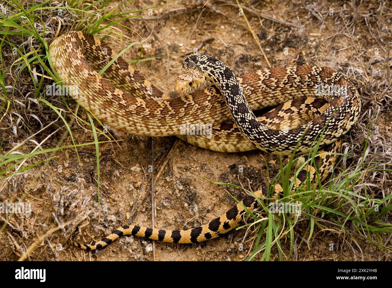 Bullsnake Bullsnake (Pituophis catenifer sayi) Reptilia Stock Photo - Alamy
