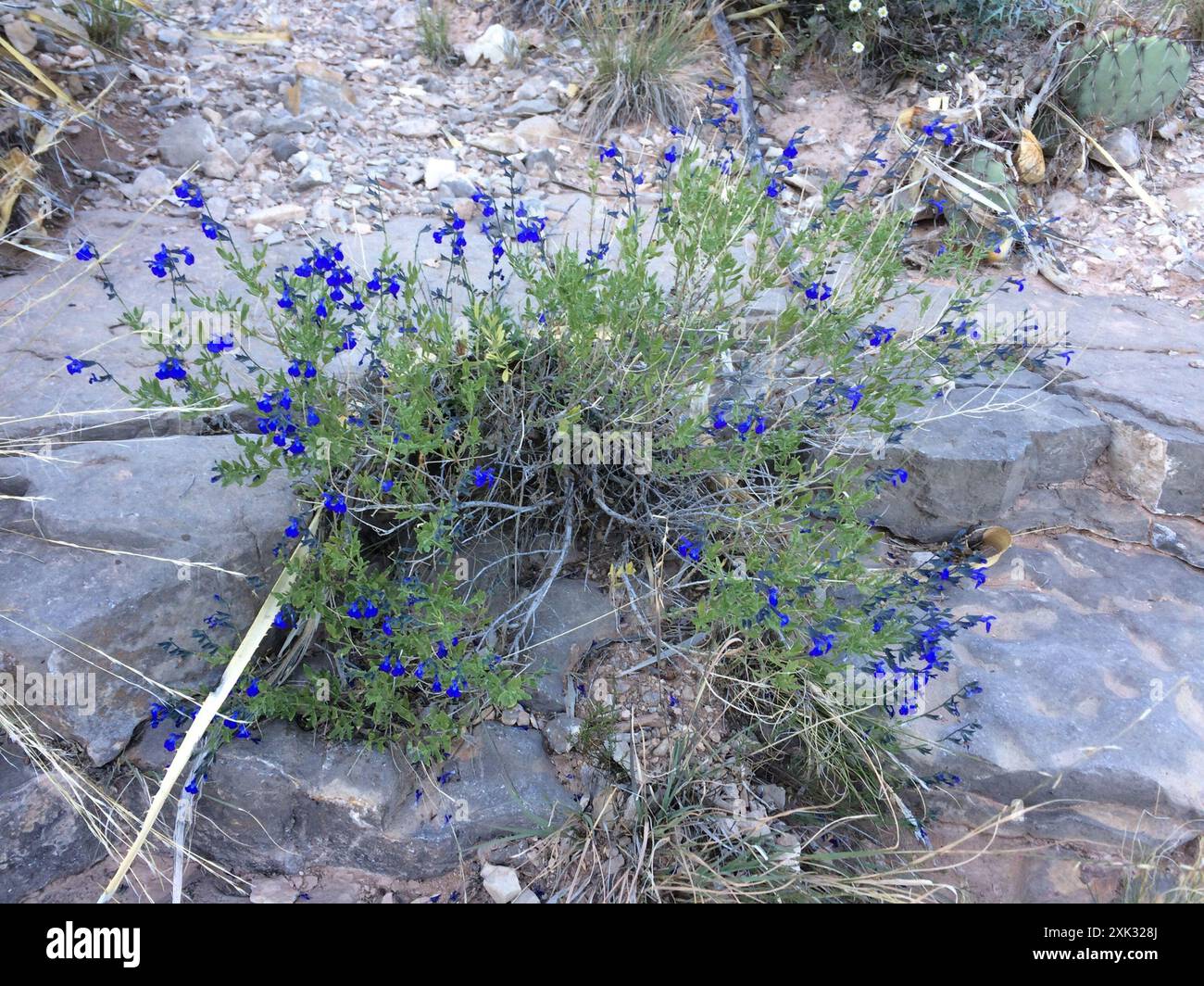 canyon-sage-salvia-lycioides-plantae-stock-photo-alamy