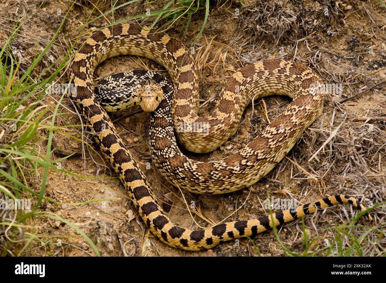 Bullsnake Bullsnake (Pituophis catenifer sayi) Reptilia Stock Photo - Alamy