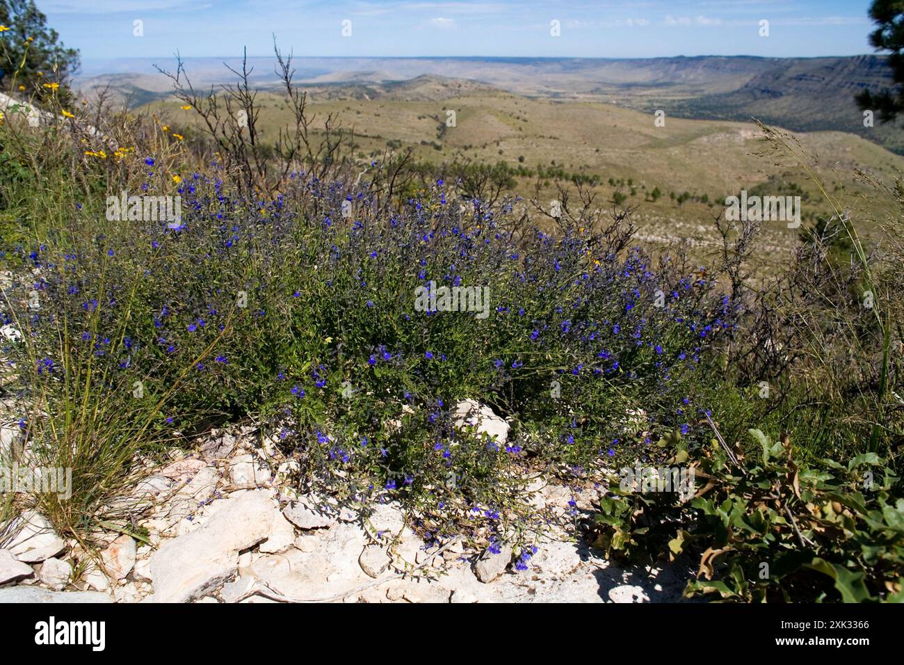 canyon-sage-salvia-lycioides-plantae-stock-photo-alamy