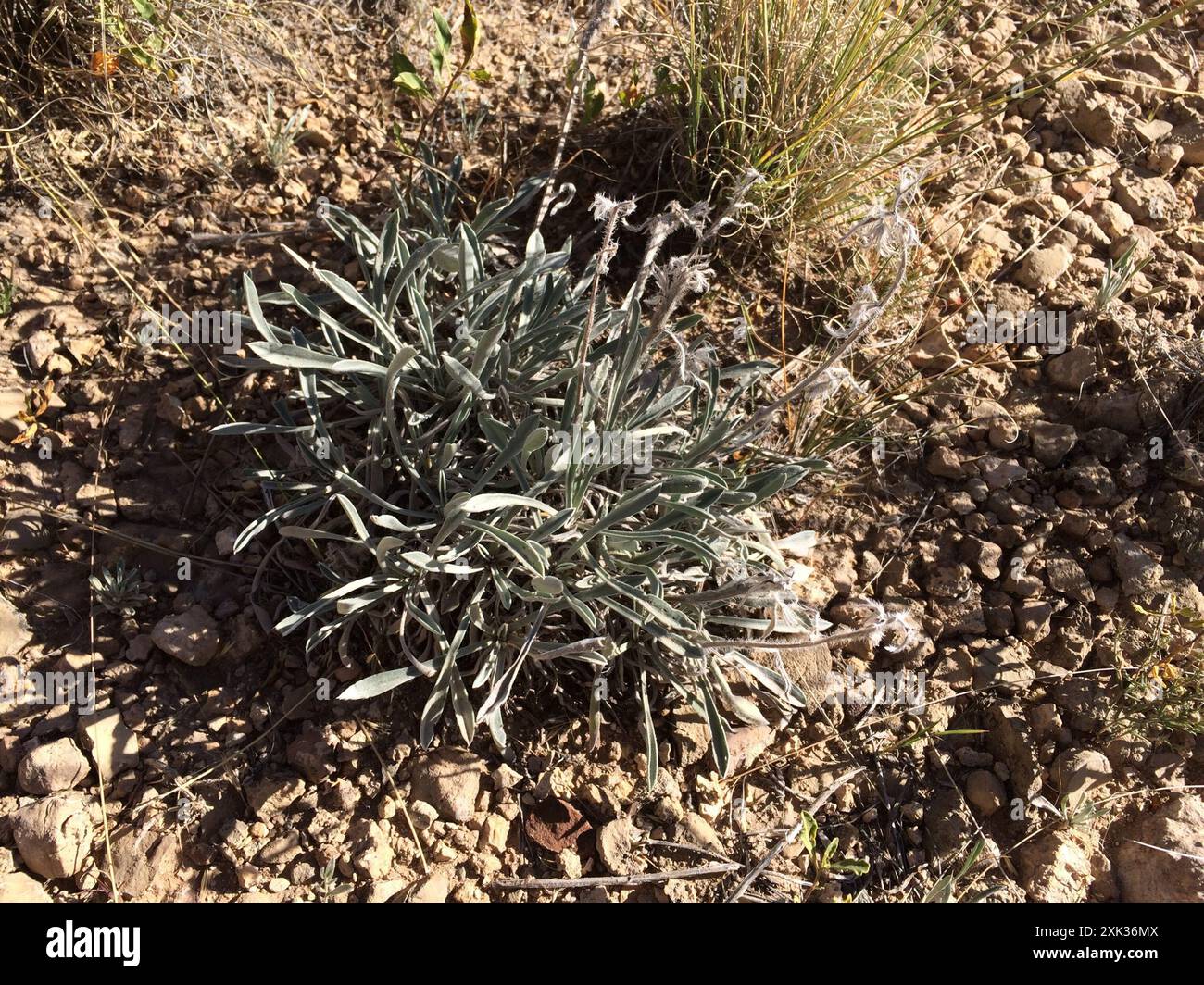 James' cryptantha (Cryptantha cinerea) Plantae Stock Photo