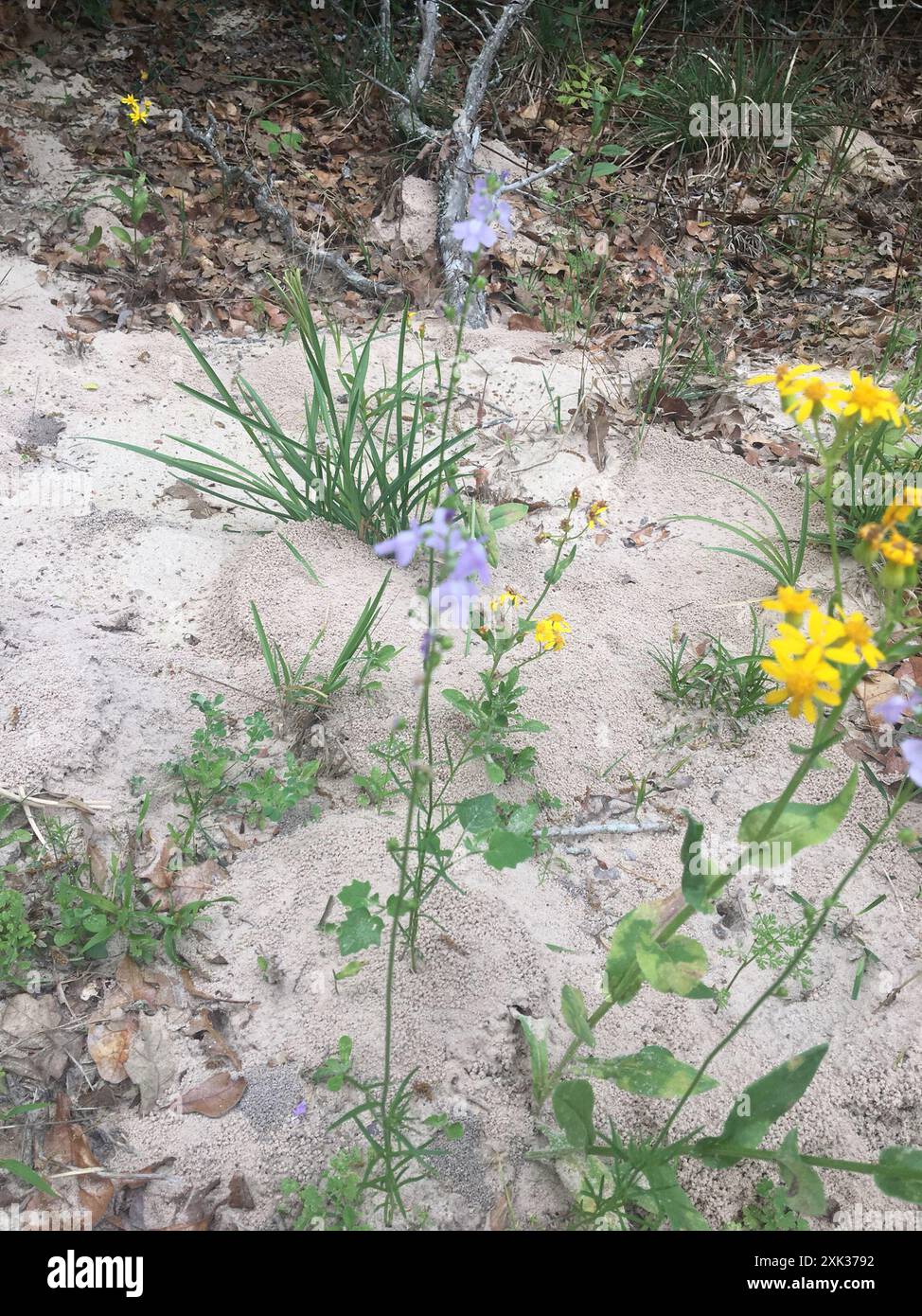 Texas toadflax (Nuttallanthus texanus) Plantae Stock Photo - Alamy