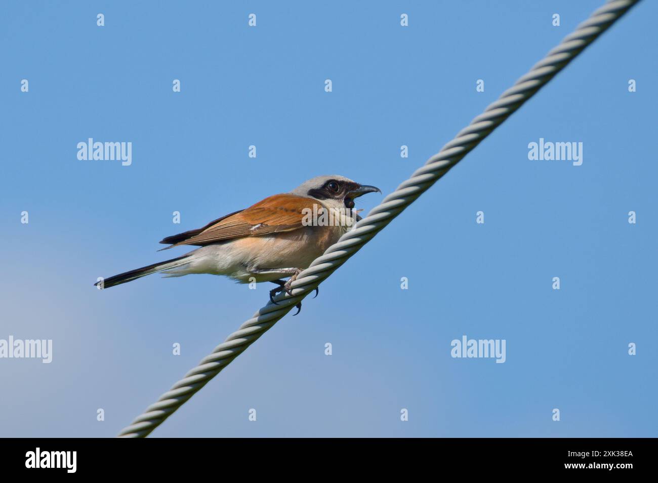 Lanius collurio aka Red-backed Shrike male is vomiting pellet. Stock Photo