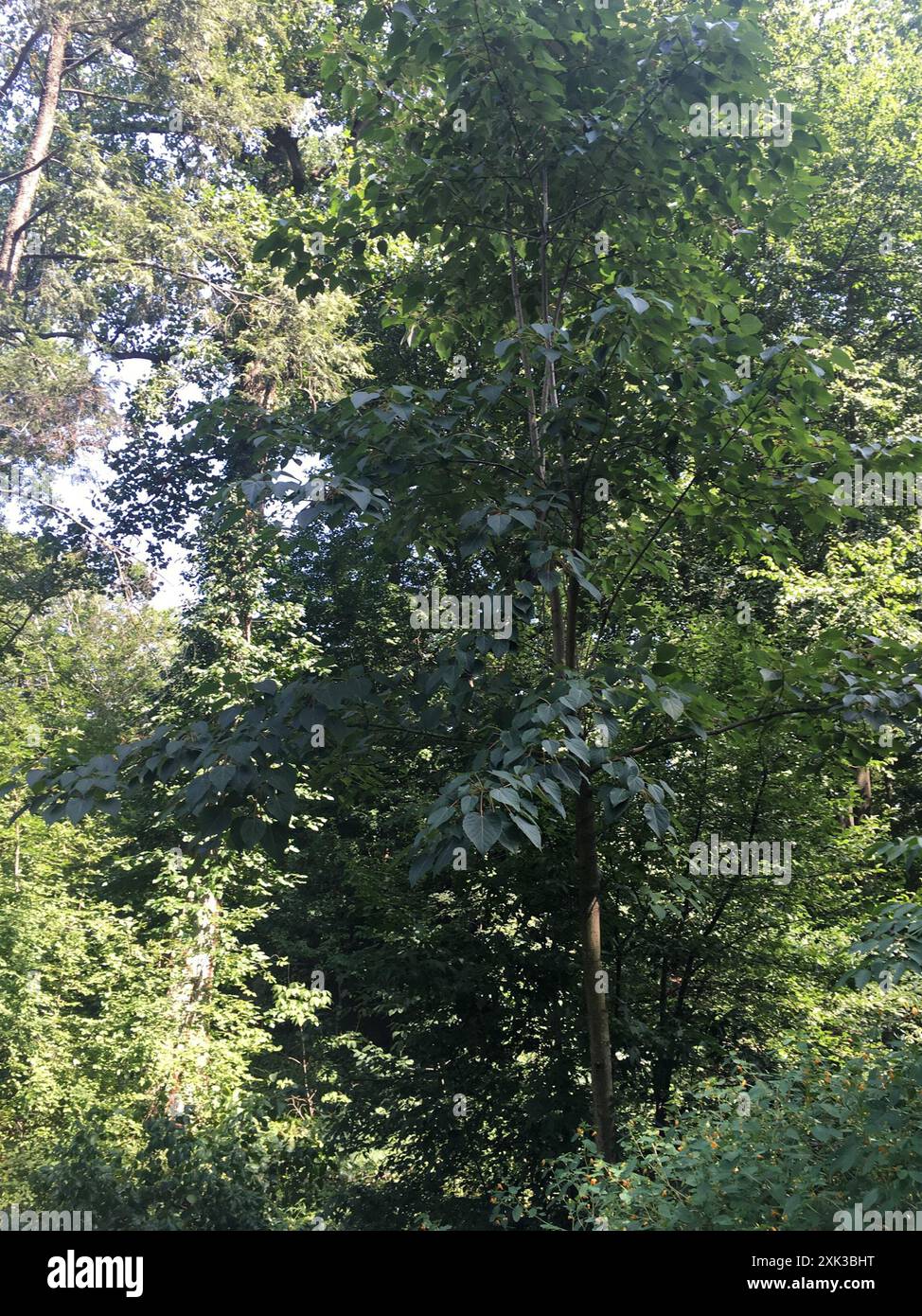 Idesia polycarpa hi-res stock photography and images - Alamy