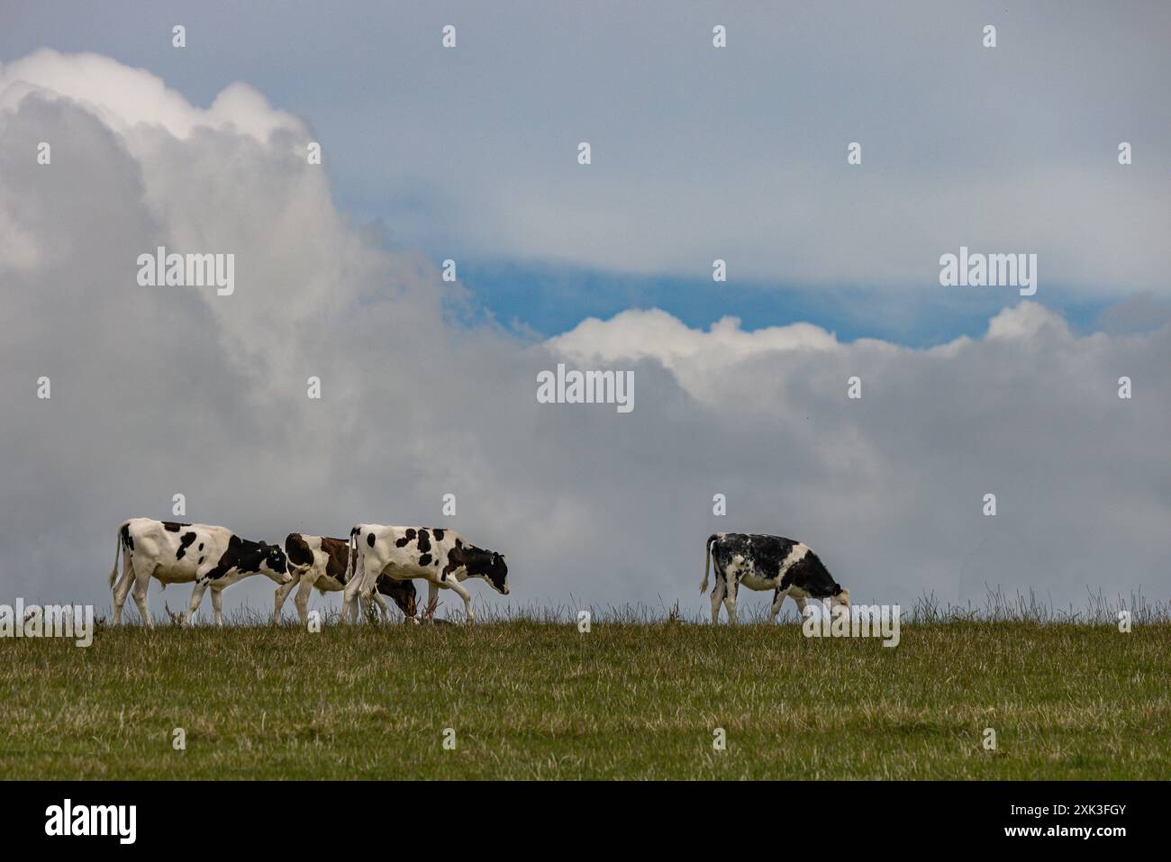 Welsh black cattle grazing hi-res stock photography and images - Alamy