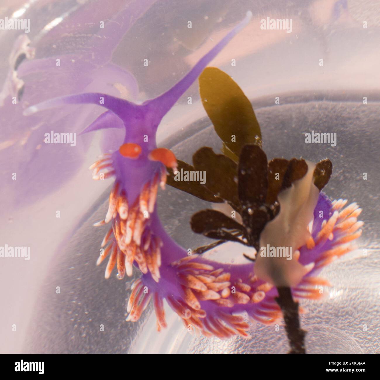 Spanish Shawl (Flabellinopsis iodinea) Mollusca Stock Photo - Alamy