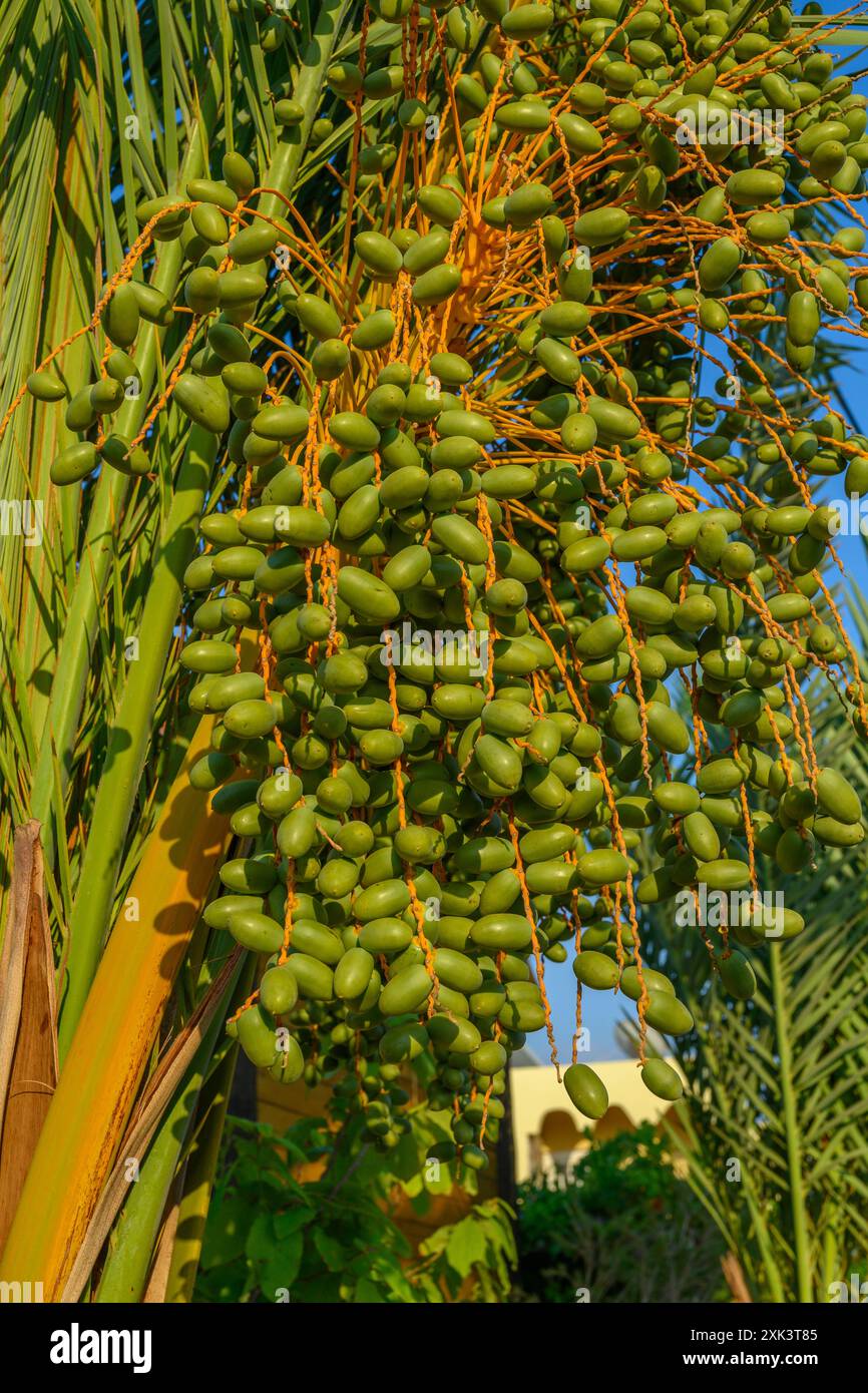 Un Ripe Date Tree with hanging date clusters hi-res stock photography and images - Alamy