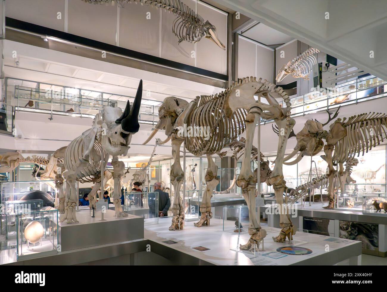 Elephant and  rhinoceros skeletons in the Museum of Zoology Cambridge, England, UK Stock Photo