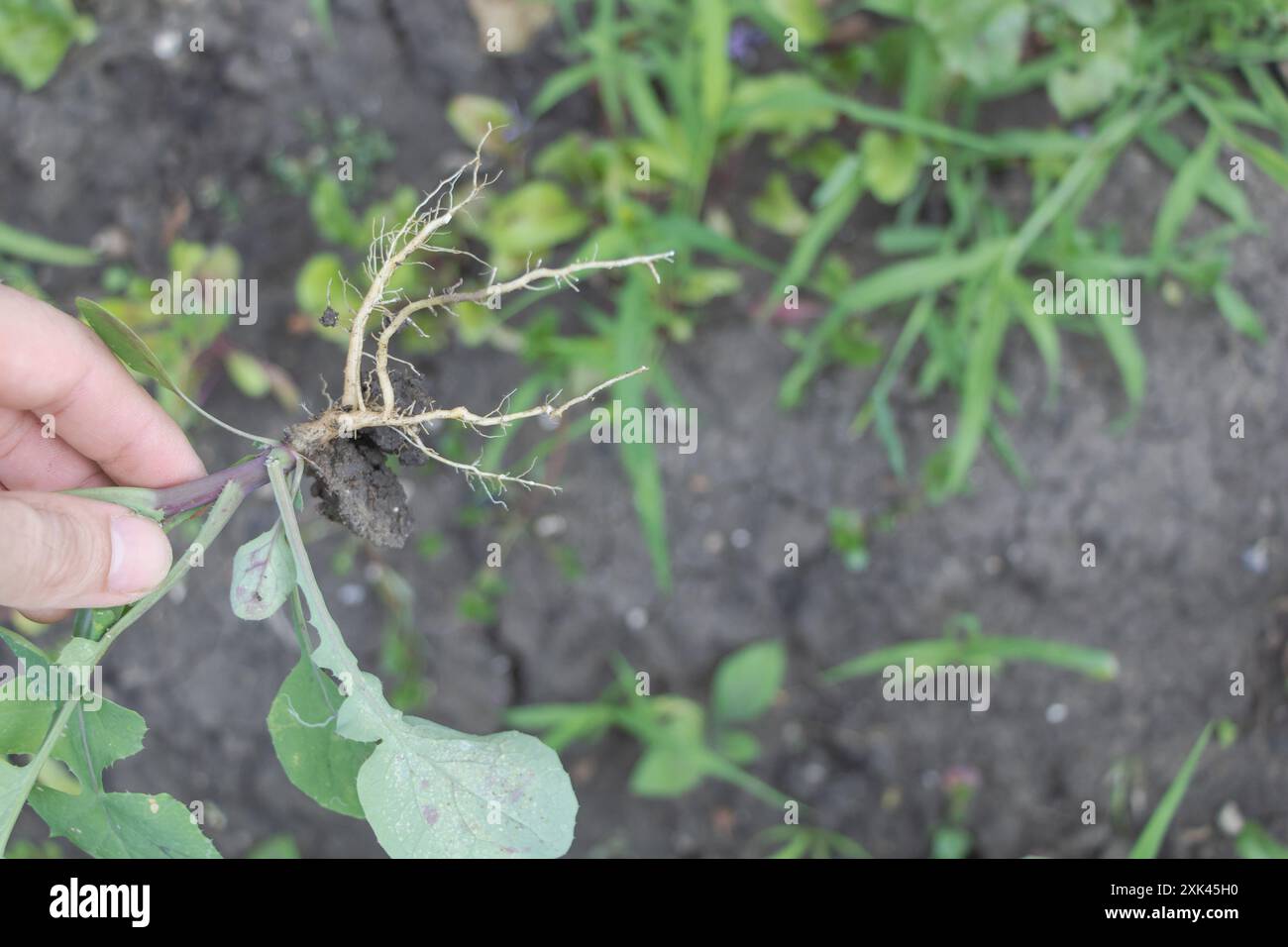 A hand holding up the roots of a weed, showing signs of blight and ...