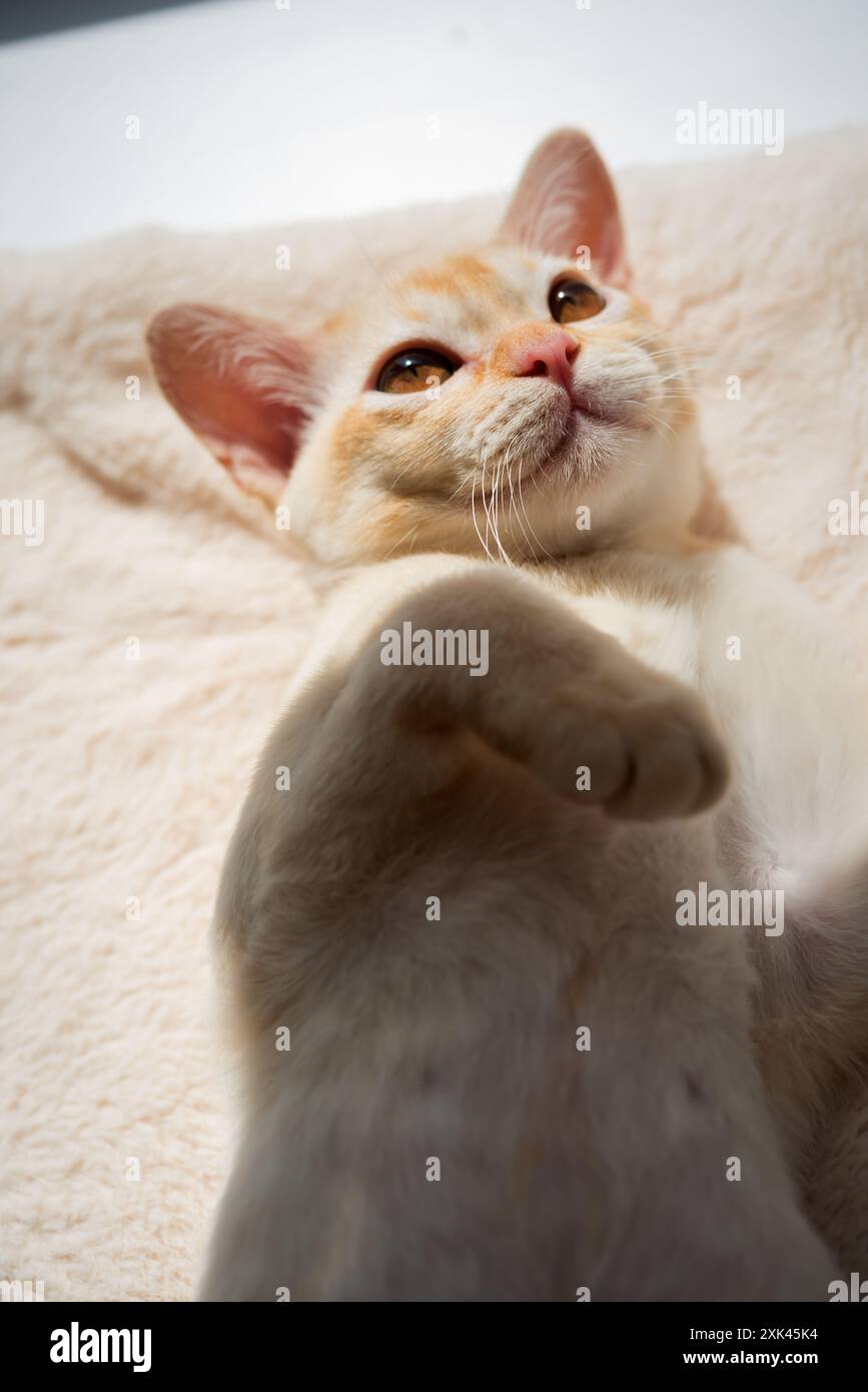 Portrait of an adorable Burmese kitten in the sunlight. Burmese red kitten. Stock Photo