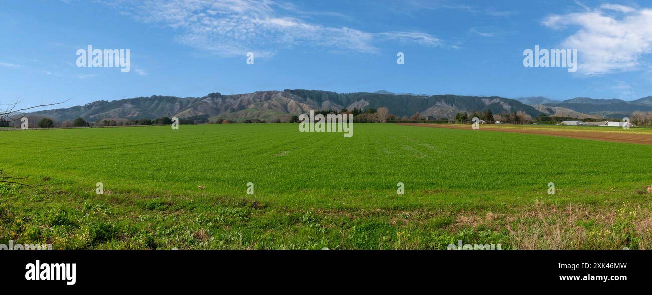 The Tararua mountain range and a green field under a blue sky. Levin ...