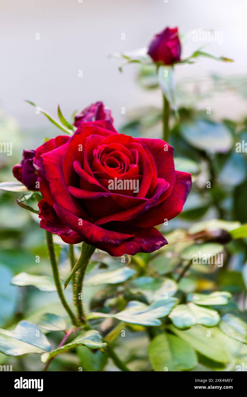a red rose in the garden with a blurred background Stock Photo - Alamy