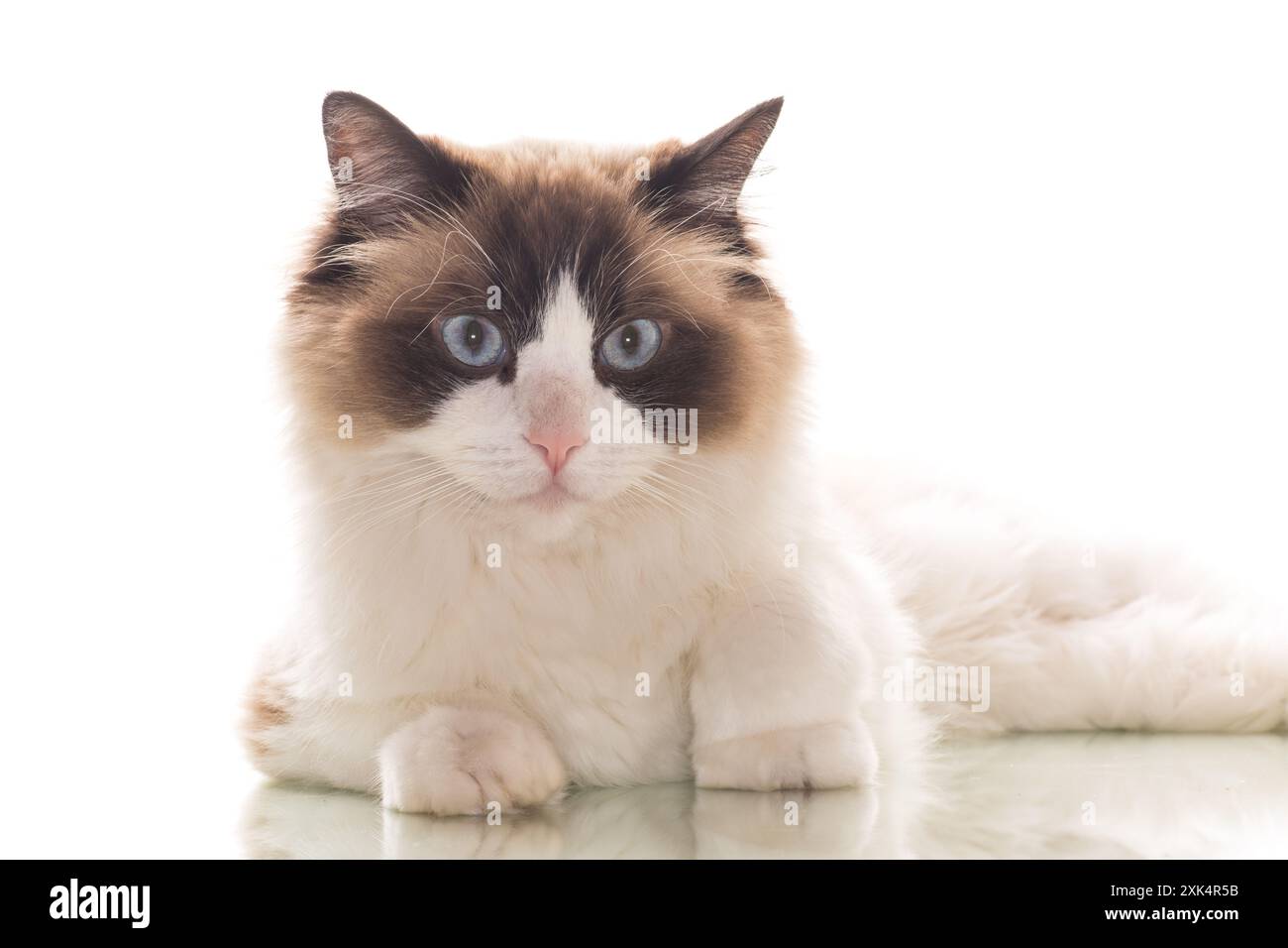 Beautiful young healthy Ragdoll cat on a white background Stock Photo ...