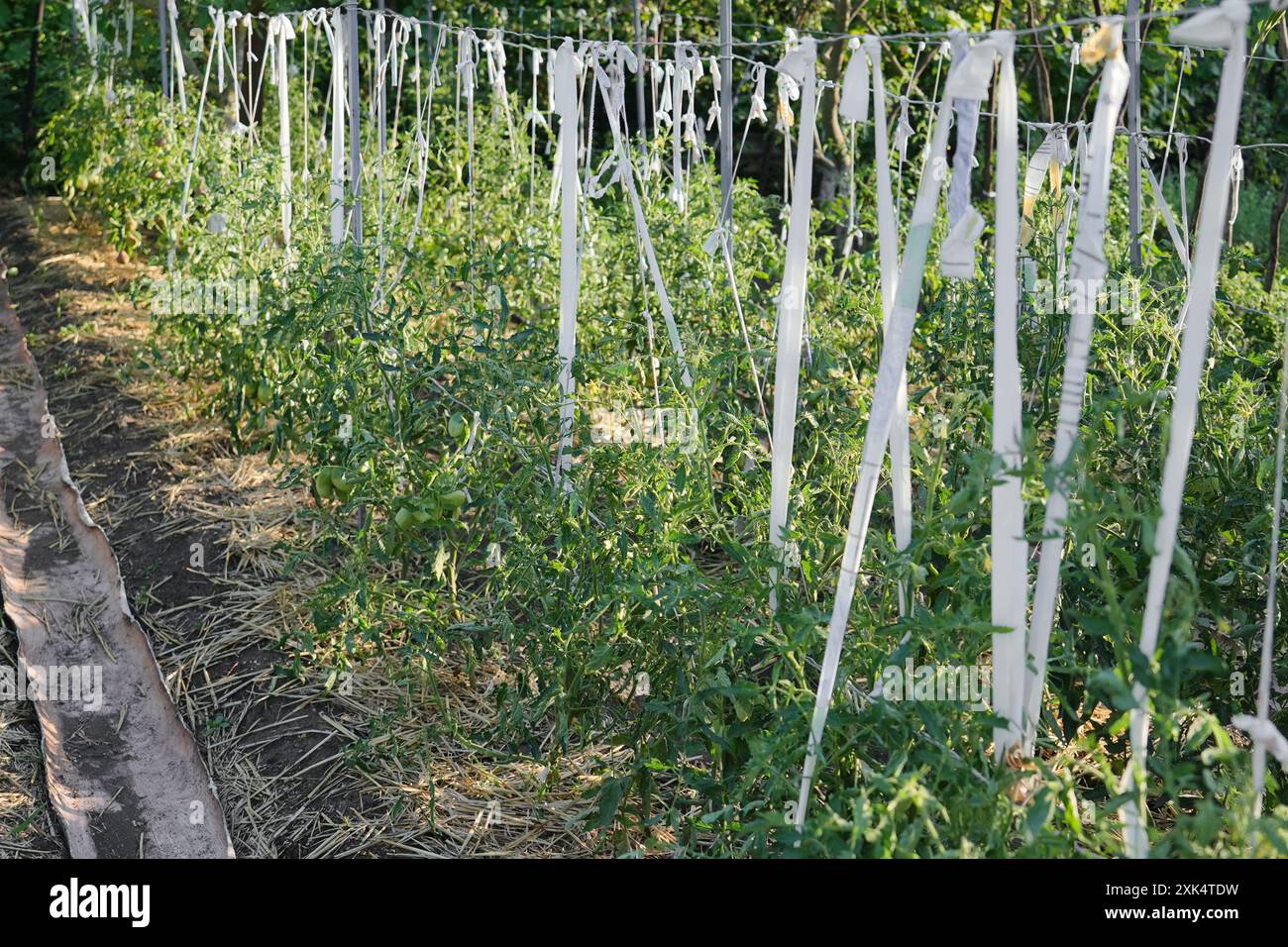 Tomato bushes in glasshouse hi-res stock photography and images - Alamy