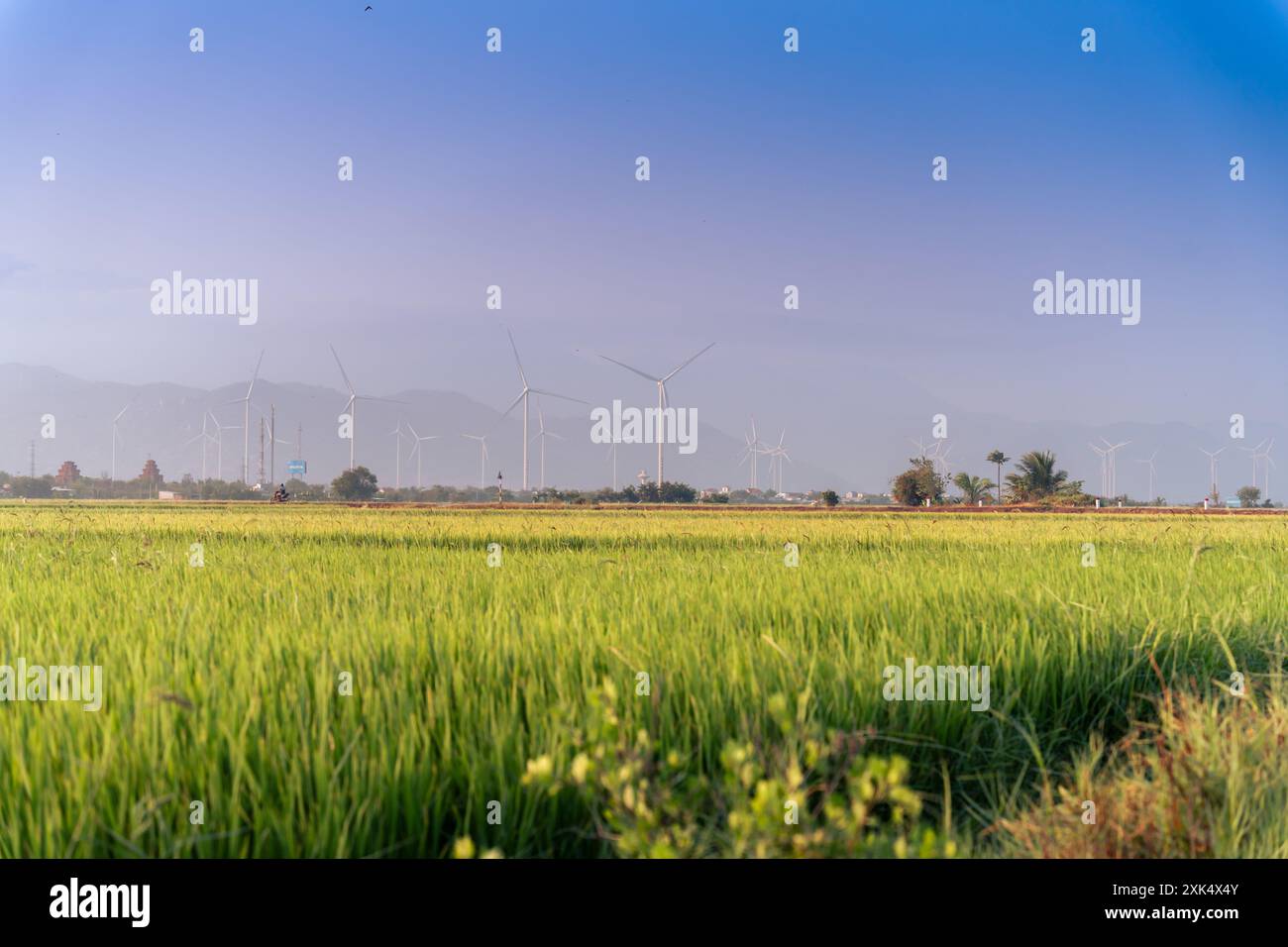 Windmill Rice Local view of turbine green energy electricity, windmill for electric power ...