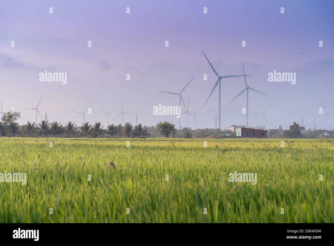 Windmill Rice Local view of turbine green energy electricity, windmill for electric power ...