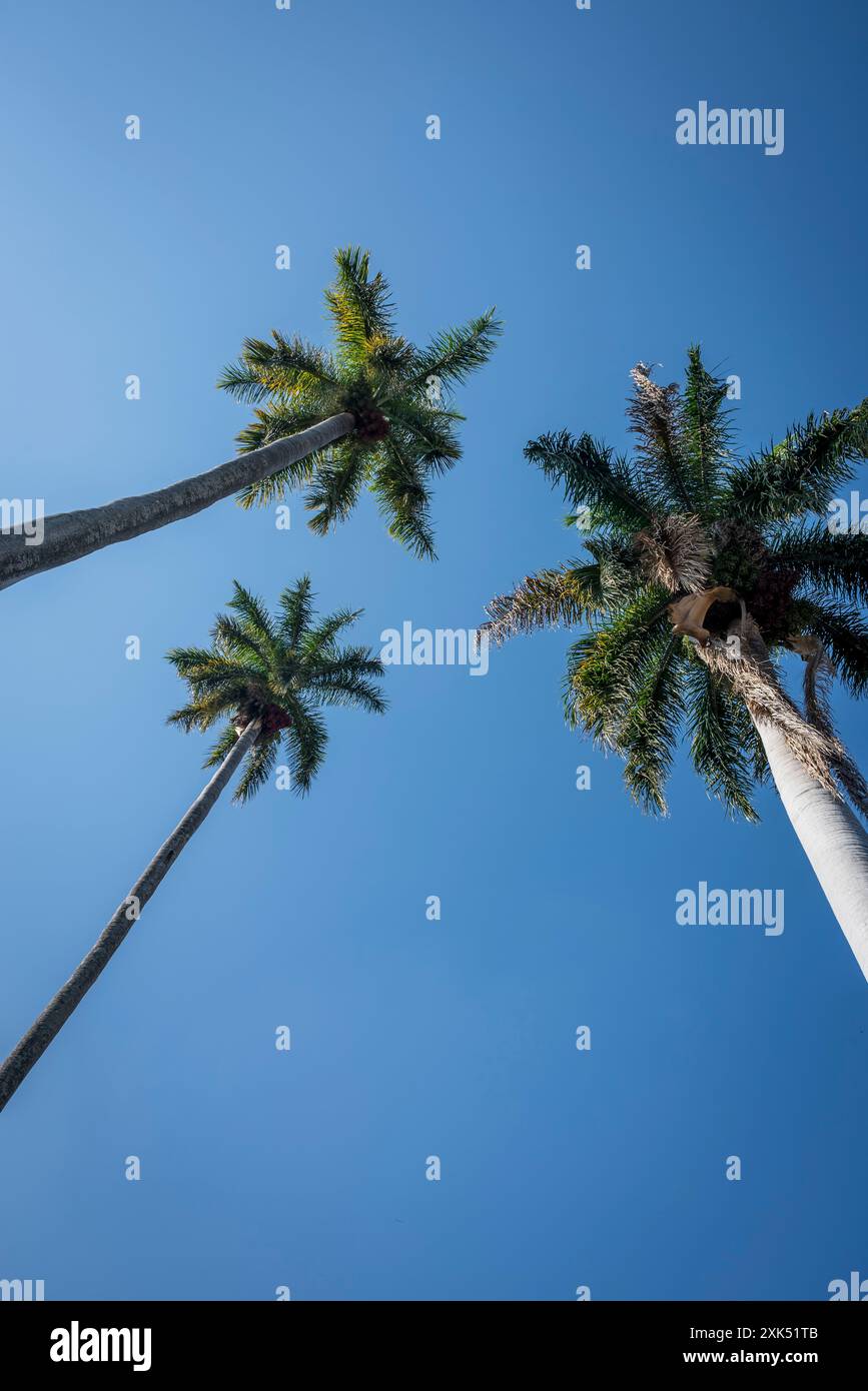 Worms eye view palm trees hi-res stock photography and images - Alamy