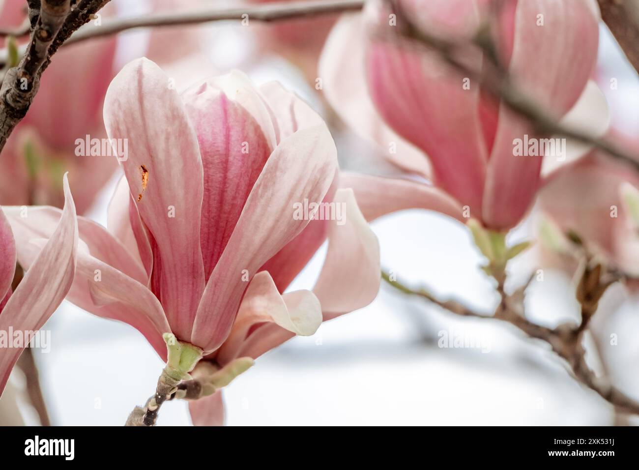 Magnolia Sulanjana flowers with petals in the spring season. beautiful ...