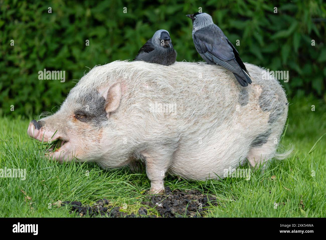 two western jackdaws sitting on minipig Stock Photo