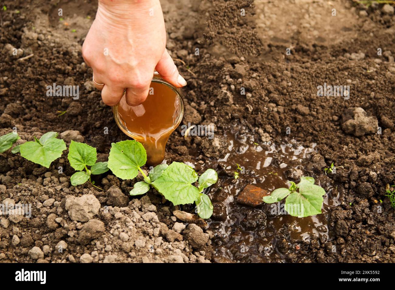 Woman seen in garden hi-res stock photography and images - Alamy
