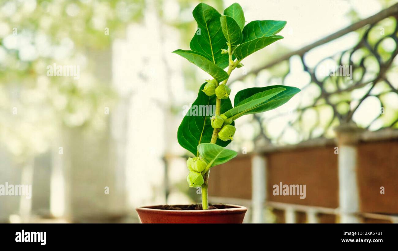 Ashwagandha plant with Fresh Leaves, also known as Withania Somnifera. Modern studies have shown that ashwagandha might be beneficial for a number of Stock Photo