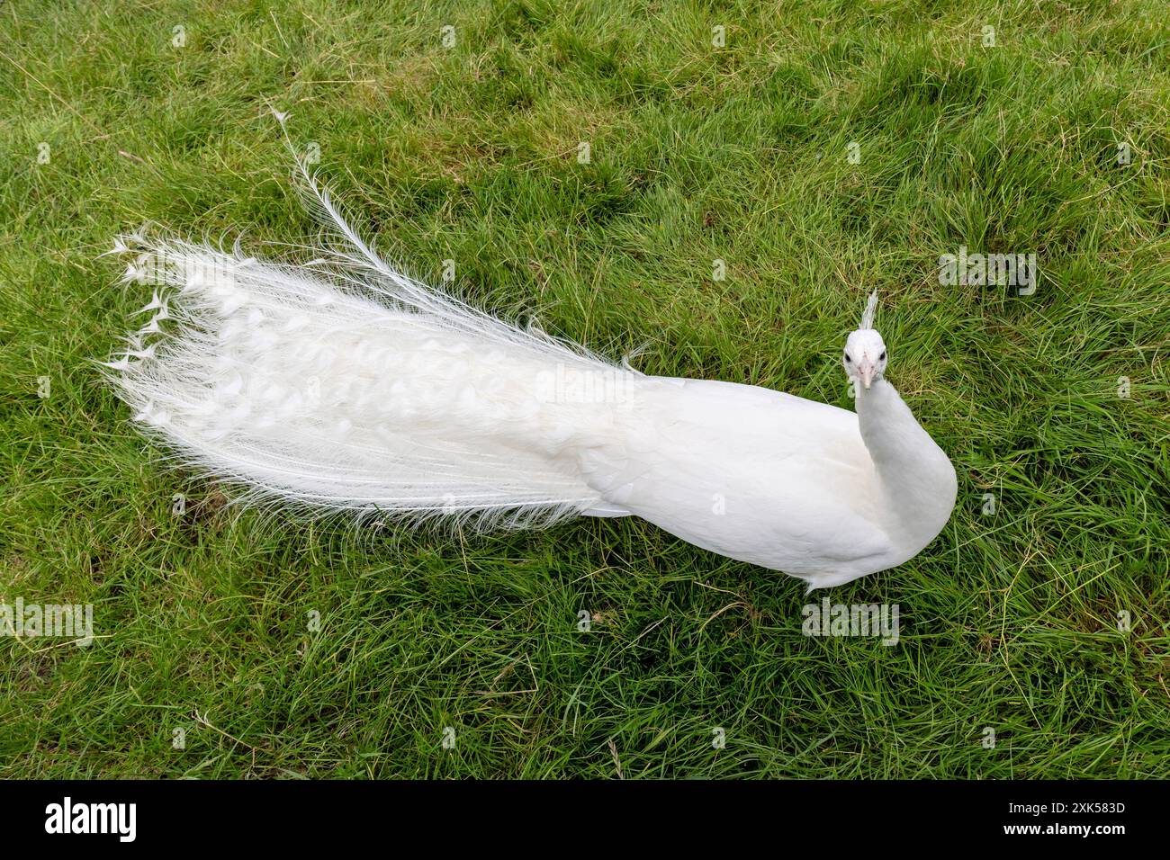Indian albino hi-res stock photography and images - Alamy