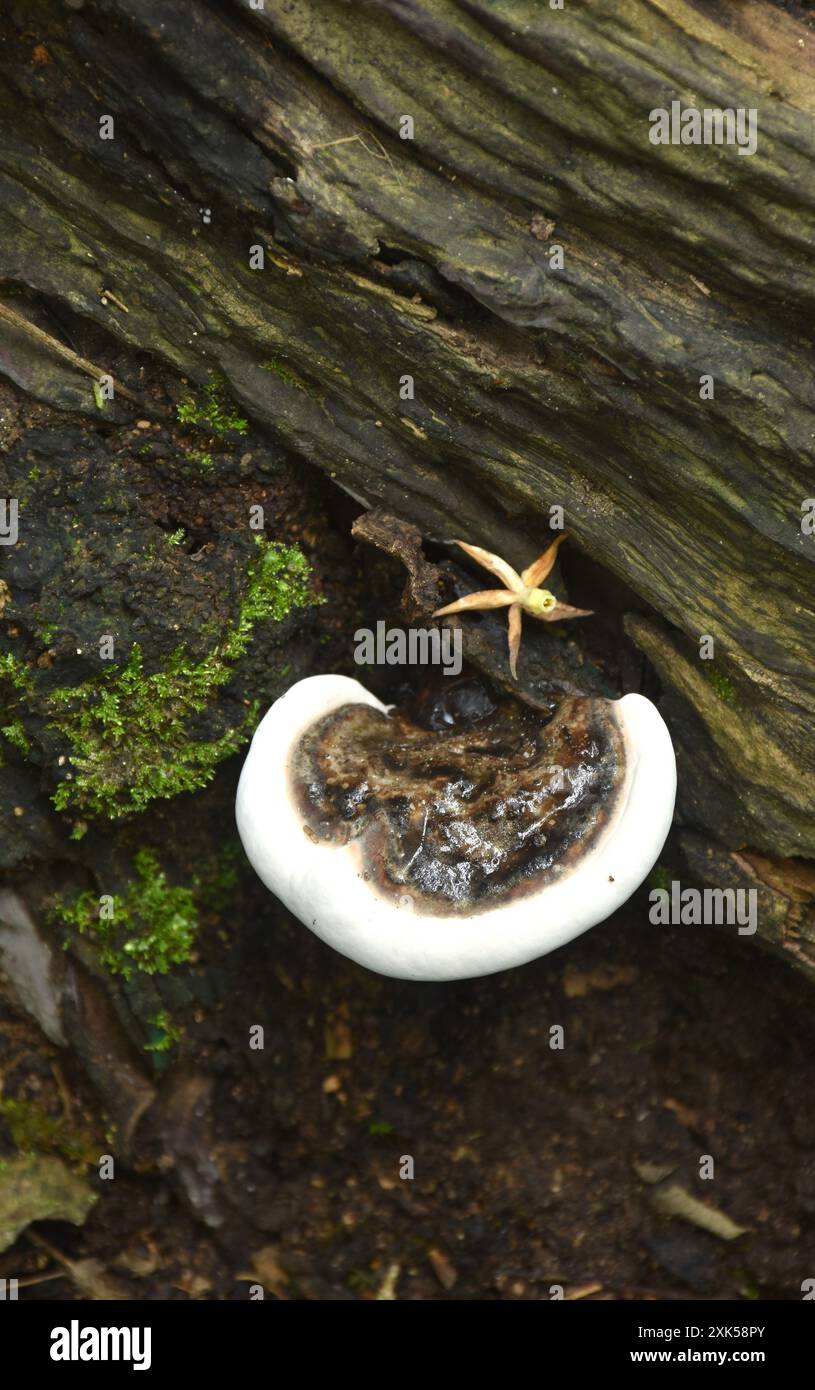 Breeding fungi hi-res stock photography and images - Alamy
