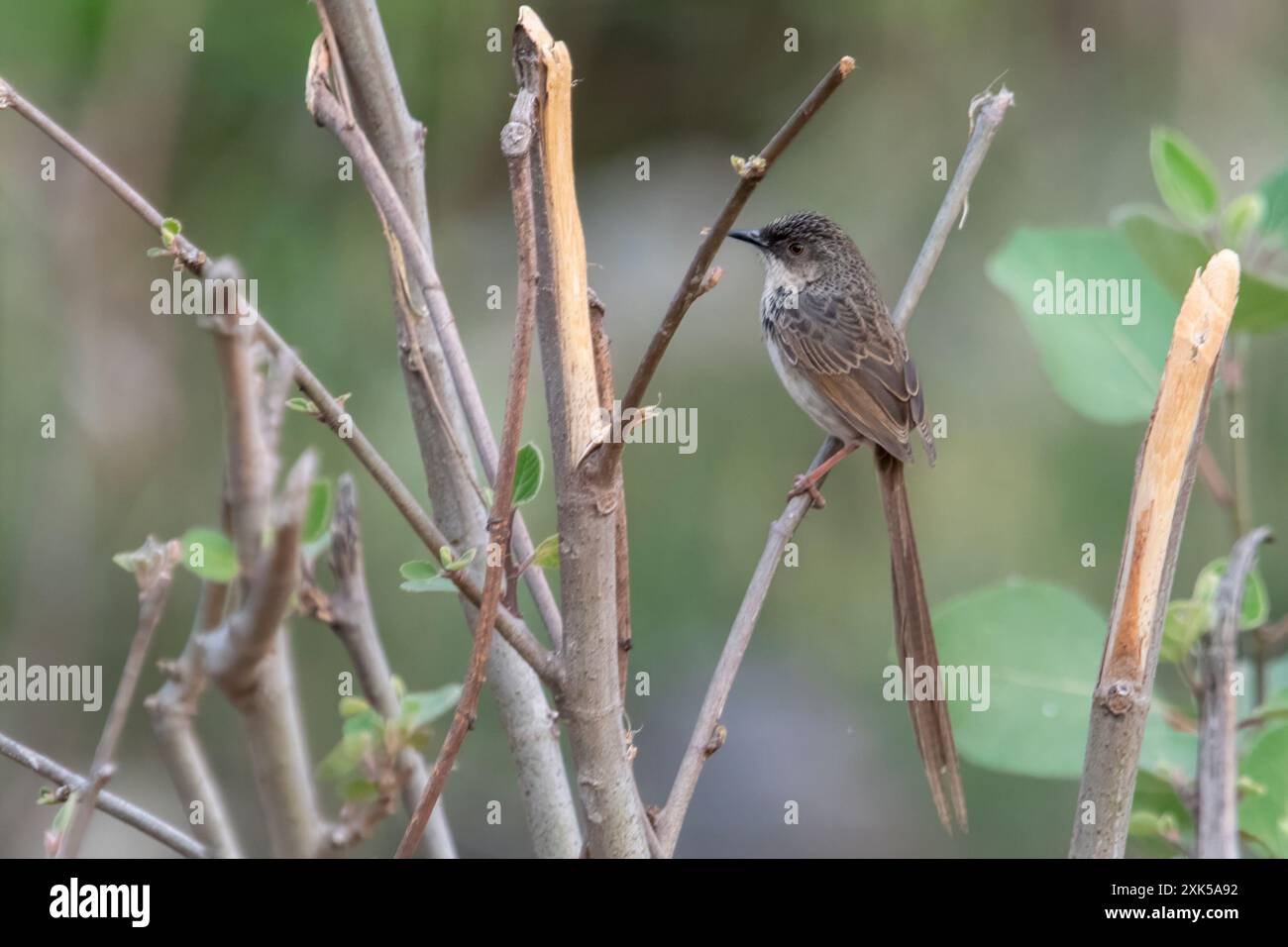 Himalayan prinia (Prinia crinigera) in Binsar in Uttarakhand, India Stock Photo