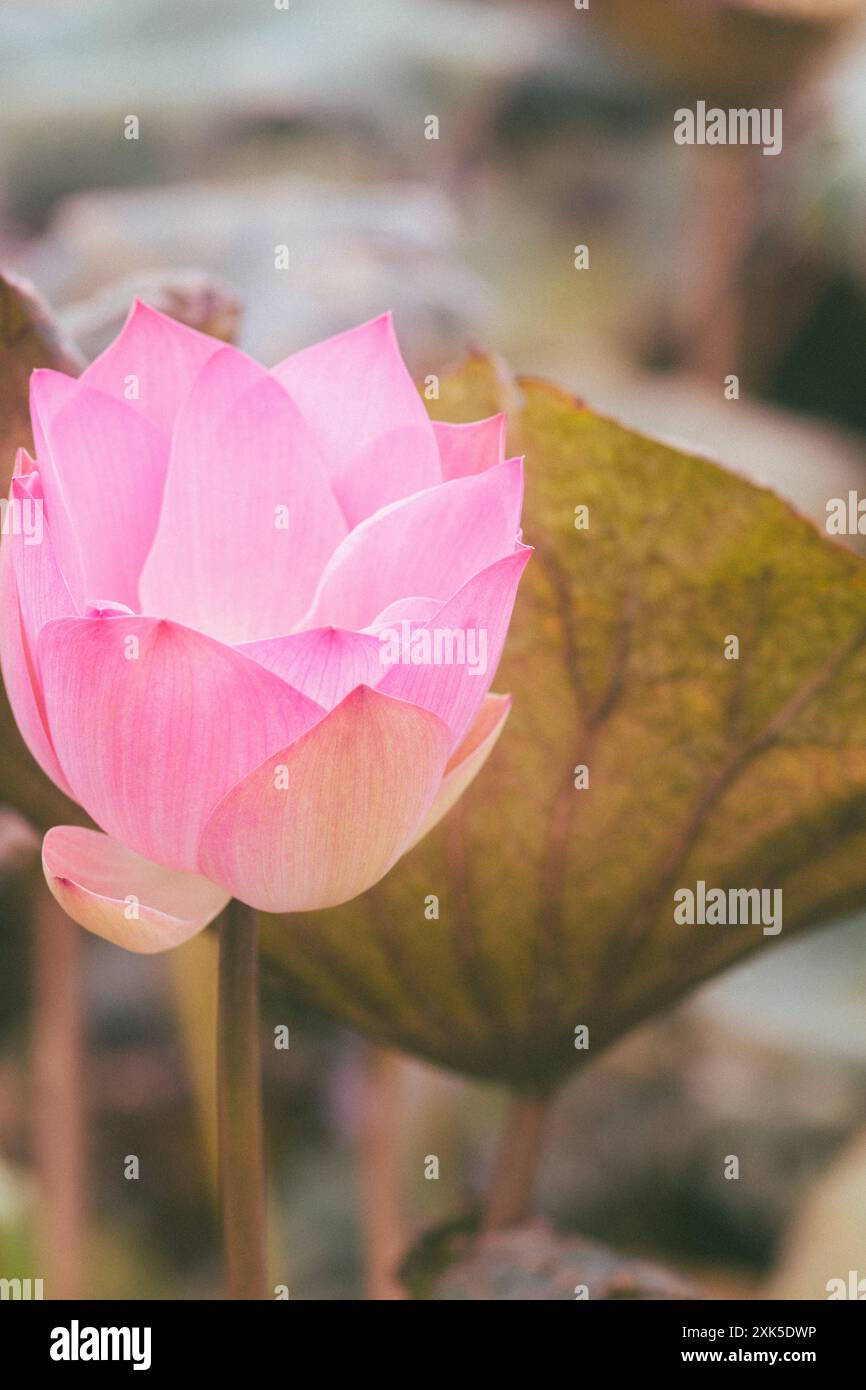 The lotus flower symbolizes purity and resilience and blooms gracefully