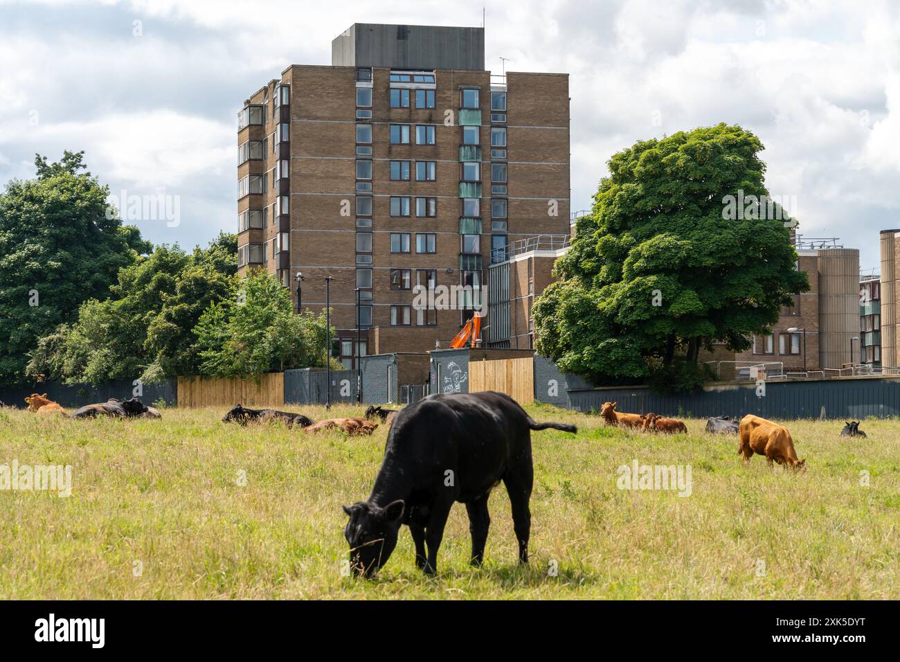 Newcastle upon Tyne, UK. Bowmer and Kirkland begin demolition of the 1960s built Castle Leazes - Newcastle University halls of residence Stock Photo