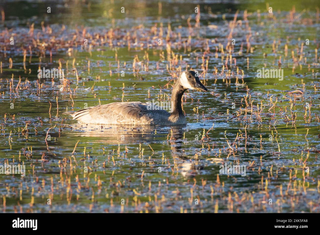 County goose hi res stock photography and images Alamy