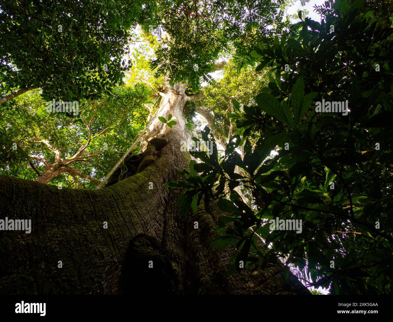 Big ceiba, kapok tree on the bank of the Javari River. Ceiba pentandra ...