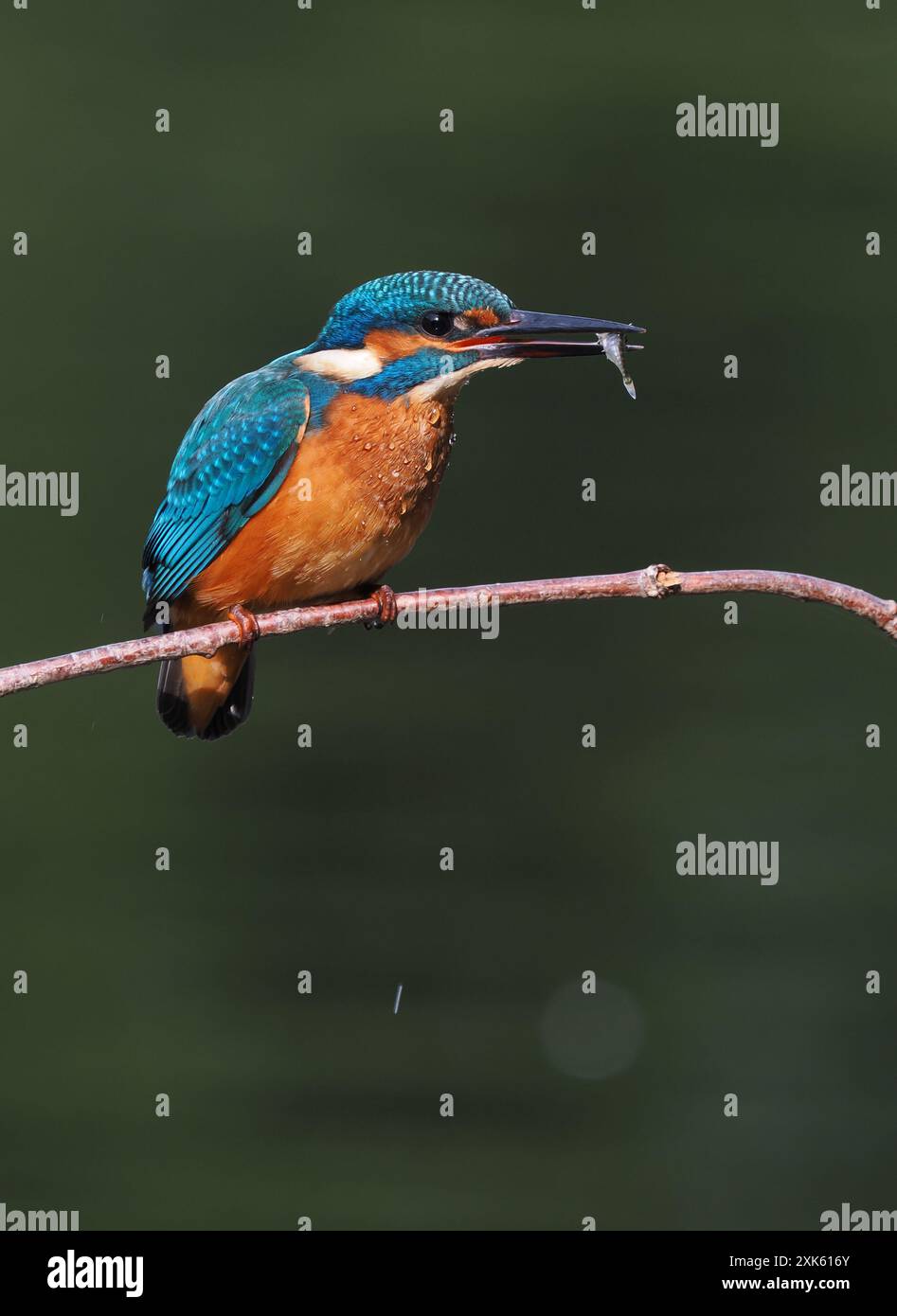 Dig fish ponds hi-res stock photography and images - Alamy