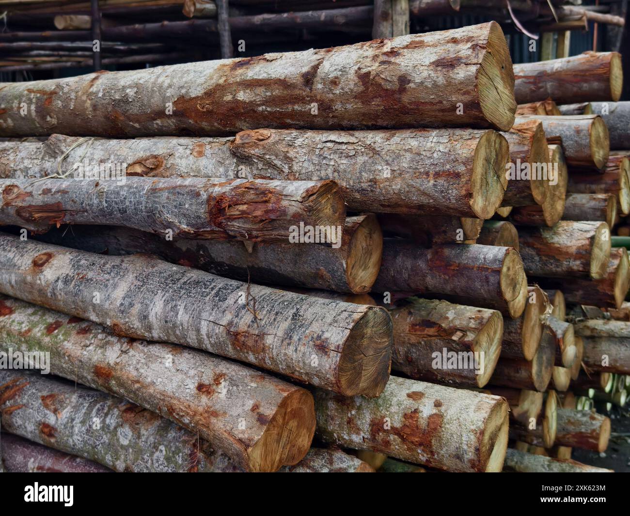 Maple wood logs cut split hi-res stock photography and images - Alamy