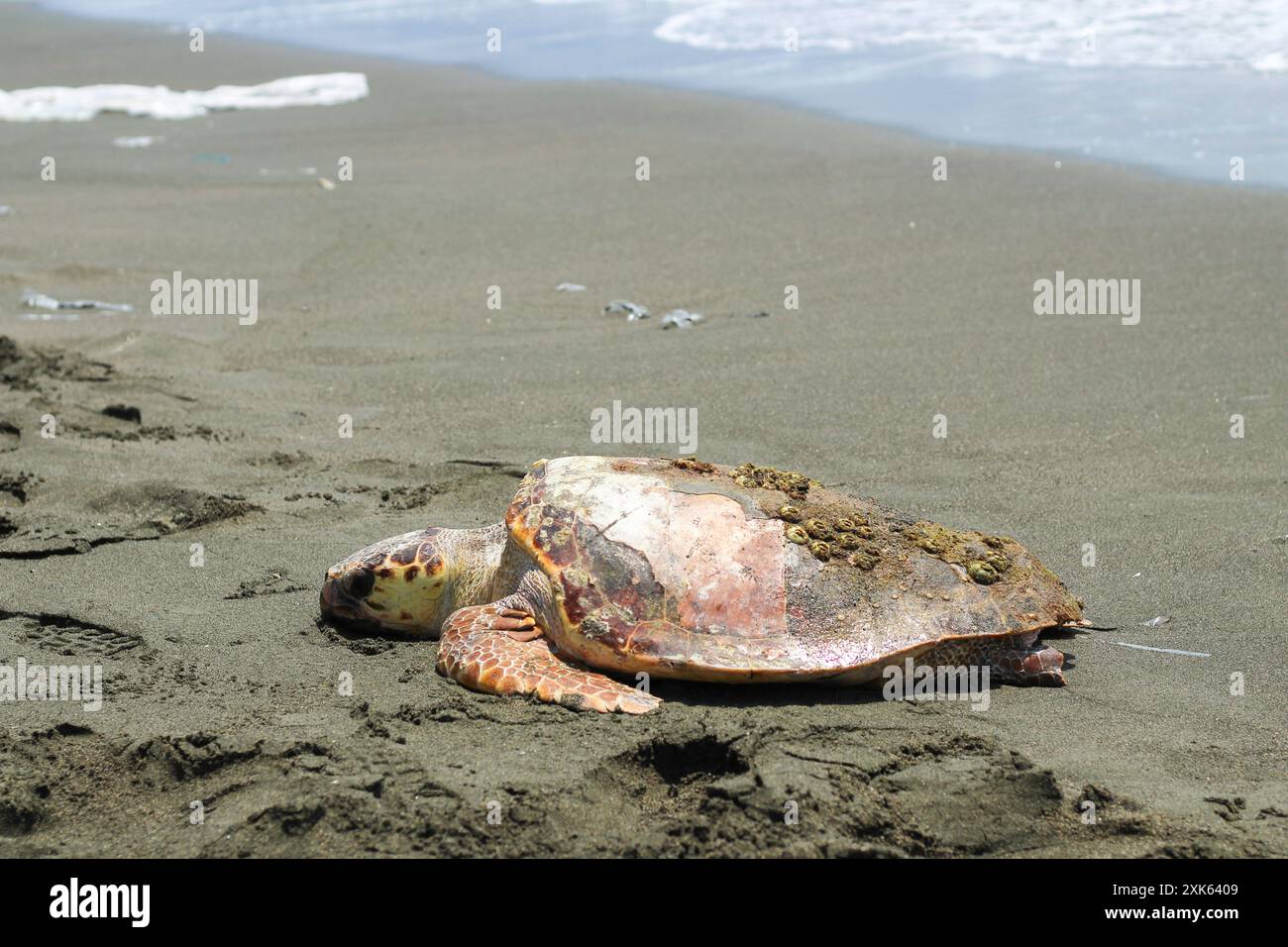 Tired and sick loggerhead turtle (caretta caretta), washed up on the ...