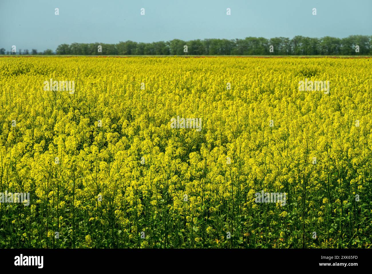 Yellow fields of rapeseed colza (Brassica napus var. oleifera), canola ...