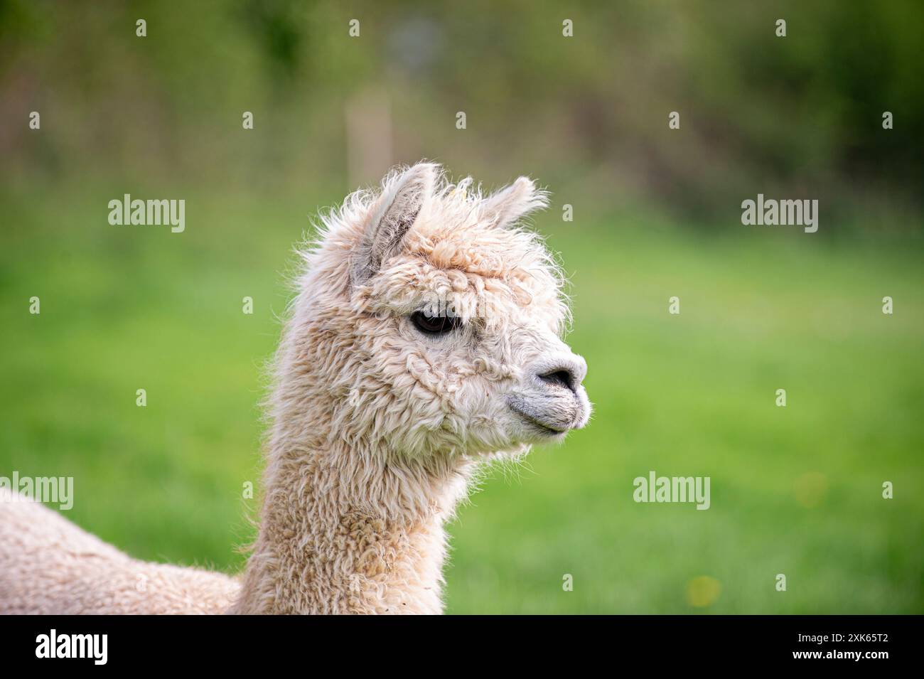 Alpaca front profile hi-res stock photography and images - Alamy