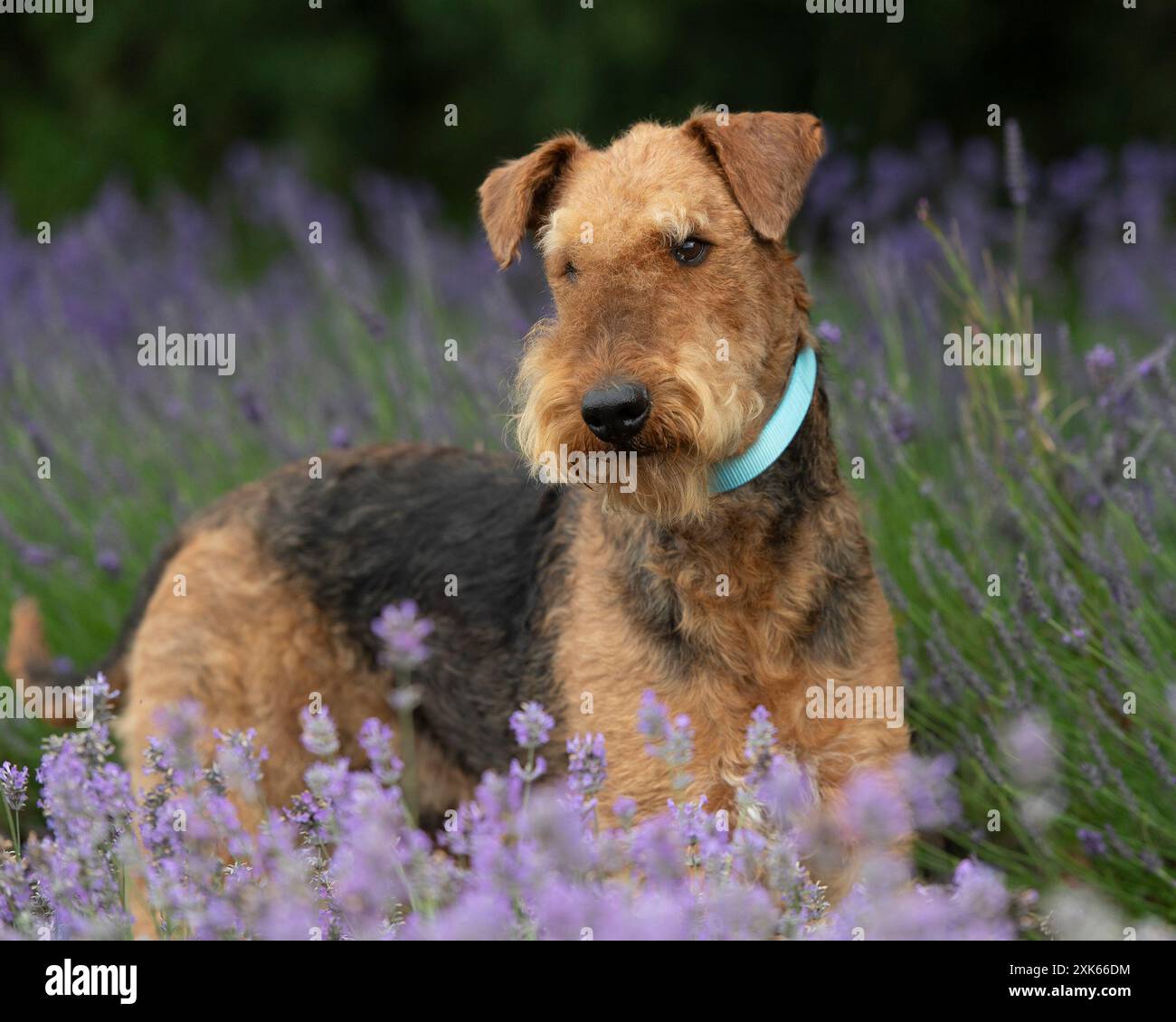 Airedale Terrier Stock Photo