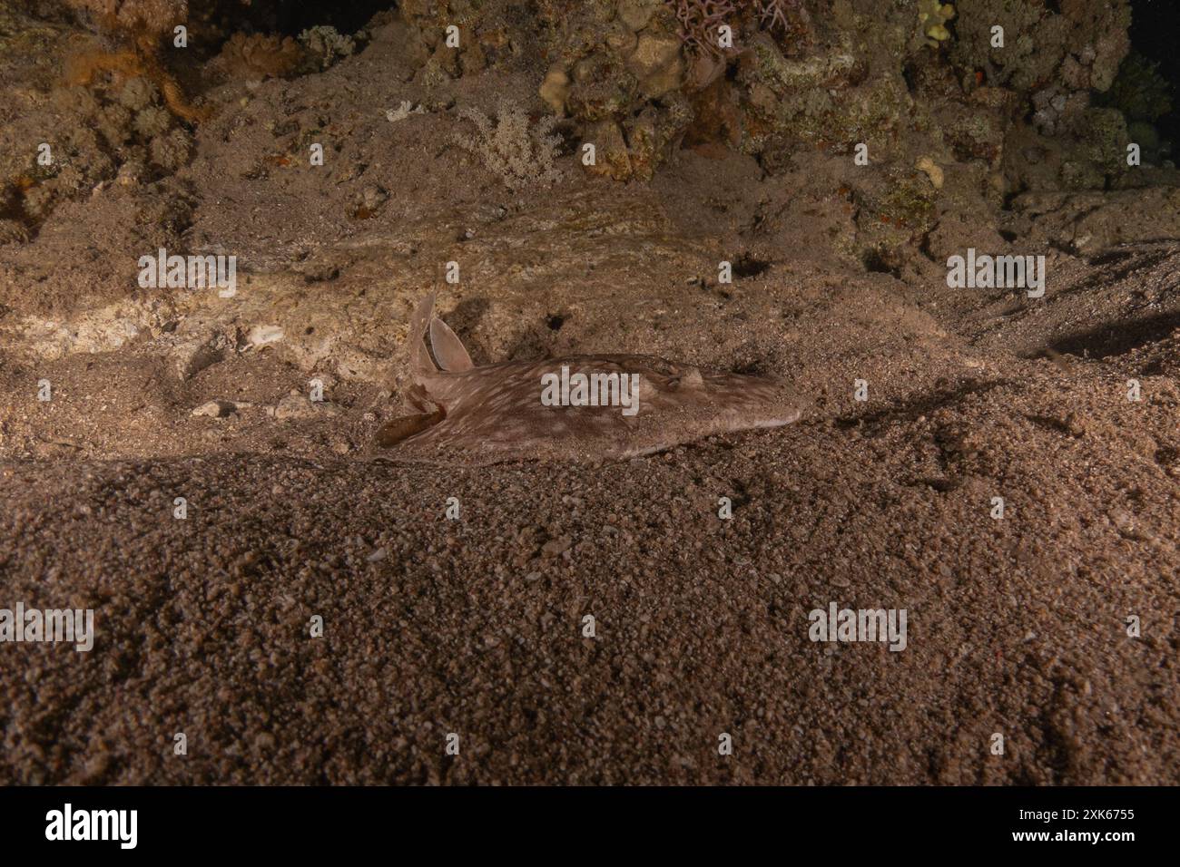 Torpedo sinuspersici On the seabed  in the Red Sea, Israel Stock Photo