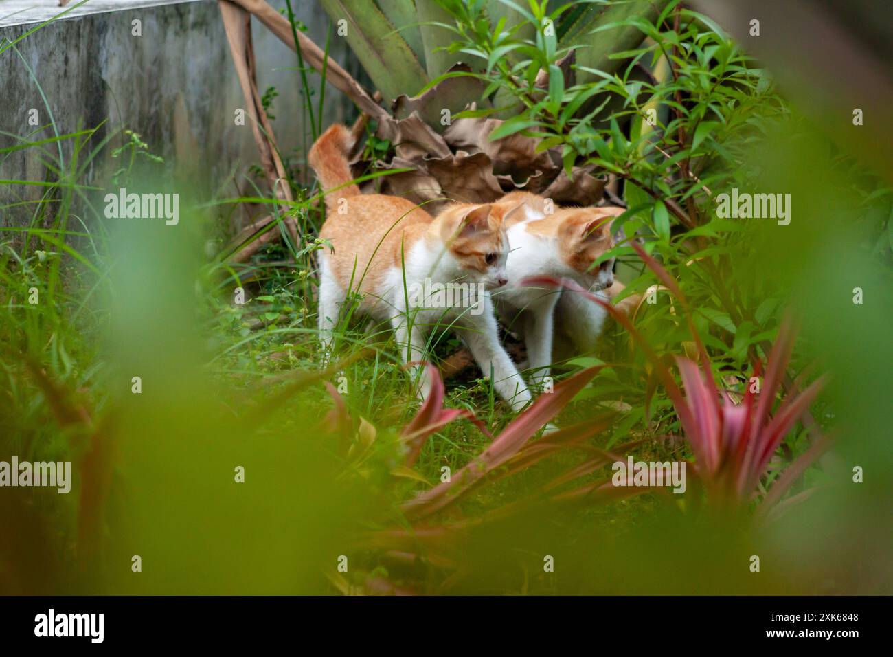 cute-kittens-playing-garden-hi-res-stock-photography-and-images-alamy