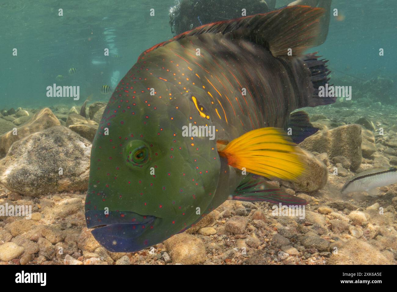 Isral Fish Fish swimming in the Red Sea, colorful fish, Eilat Israel Stock Photo ...