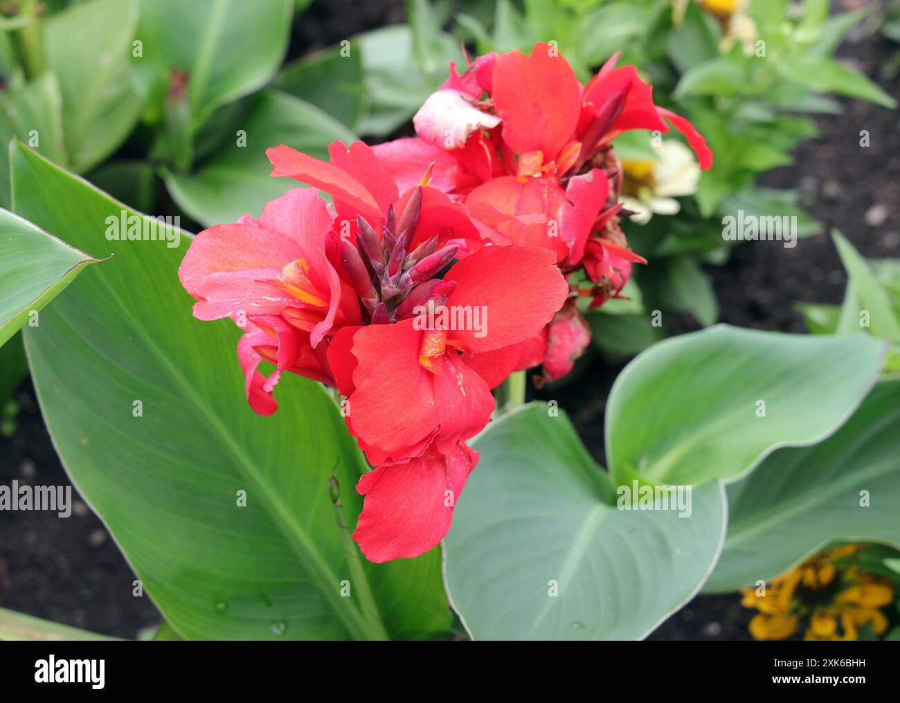 Menwiese hires stock photography and images Alamy